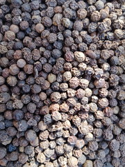 Black pepper are important ingredient of Thai foods