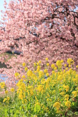 みなみの桜と菜の花まつり
