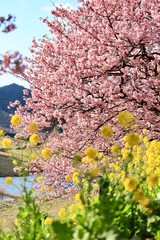 みなみの桜と菜の花まつり