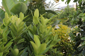 variety of shrubs and trees in Cyprus