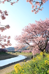 Fototapeta na wymiar みなみの桜と菜の花まつり