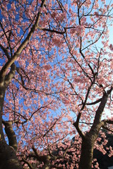 みなみの桜と菜の花まつり