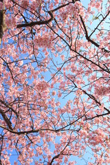 みなみの桜と菜の花まつり