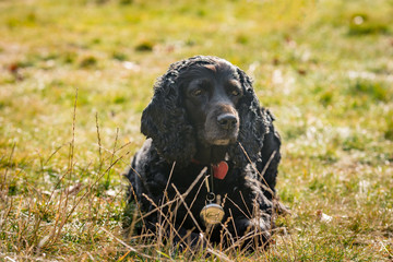Beautiful black young cocker spaniel playing in a green autumn landscape wearing a compass ,Sfanta...