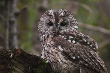 primo piano di Allocco (Strix aluco) su ramo 