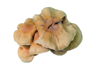 Edible mushrooms (Gymnoporus dryophilus, Collybis dryophyla) 7