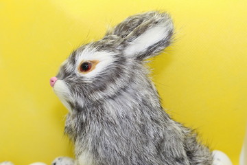 Obraz premium lapin