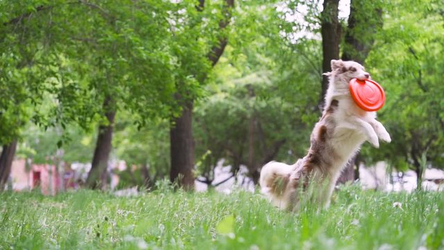 A dog border collie is doing a somersault in the air catching an orange frisbee that the coach trainer standing in the middle of a green lawn threw in the summer