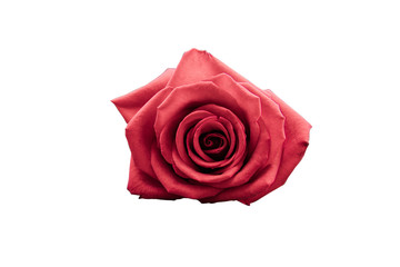 Red rose isolated on white background, clipping path included