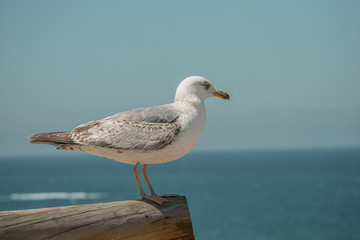 seagull at the beach