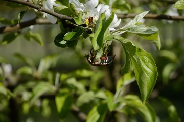 Obraz premium Chafer beetle eats flowers of a young tree.