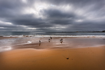 Cascais beaches in winter. Seagulls in the sand. Portugal.
