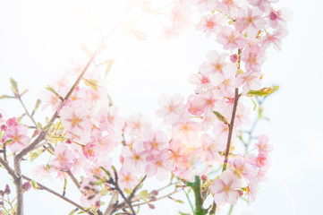 Naklejka na ściany i meble 陽光に煌めく河津桜の花 桜 逆光とレンズフレア