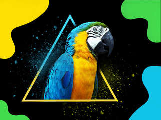 Blue and yellow parrot on black background, abstract background