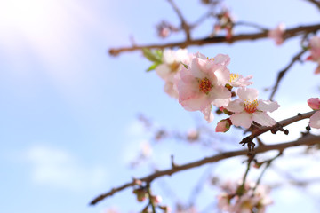 background of spring cherry blossoms tree. selective focus