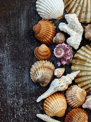 seashells on a dark background vertically