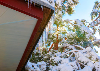 Icicles on the roof of the house on a background of blue sky and pine in the snow with copy space