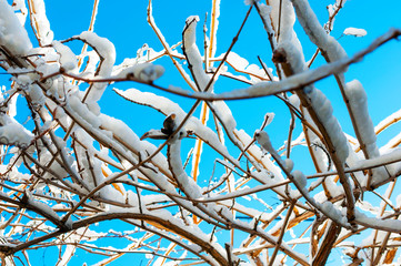 Snow-covered tree branches against the blue sky