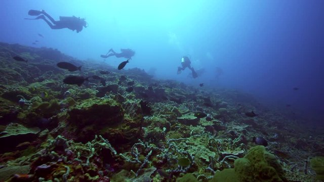 flyover over coral reef with fish and scuba divers