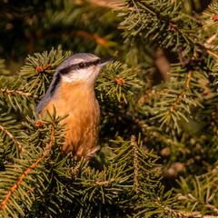 Meisen, Kleiber, Kohlmeise, Blaumeise