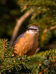 Meisen, Kleiber, Kohlmeise, Blaumeise