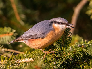 Meisen, Kleiber, Kohlmeise, Blaumeise