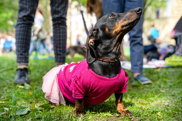 Portrait dog of the Dachshund breed in costume pink dress in the park at a parade festival dachshund in St. Petersburg