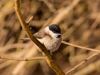 Meisen, Kleiber, Kohlmeise, Blaumeise
