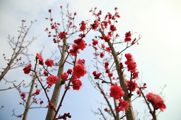 burst into bloom red apricots near the hotel garden