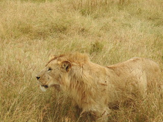LEONES NGORONGORO