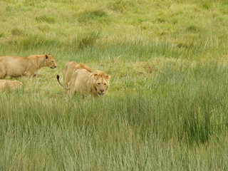 LEONES NGORONGORO