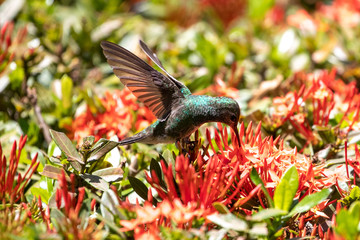 Ein Kolibri saugt im Flug Nektar aus einer roten Blüte in der Seitenansicht