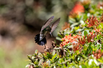 Ein Kolibri fliegt im Stand über einer roten Blüte