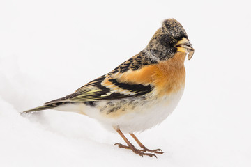 Brambling (Fringilla montifringilla) or cock o' the north or mountain finch in winter snow, finch family Fringillidae, migratory bird with black head, dark upperparts, orange breast and white belly.