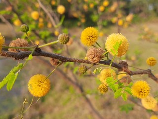 Vachellia nilotica flowers. Gum arabic tree, babul, thorn mimosa,Egyptian acacia or thorny acacia is a tree in the family Fabaceae. It is native to Africa, the Middle East and the Indian subcontinent.