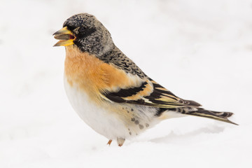 Brambling (Fringilla montifringilla) or cock o' the north or mountain finch in winter snow, finch family Fringillidae, migratory bird with black head, dark upperparts, orange breast and white belly.