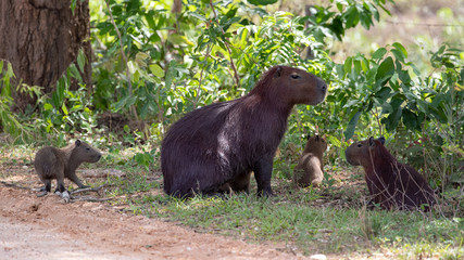 Ein Mutter mit drei junge Wasserschweinen sitzen auf Gras am Rand einer Piste