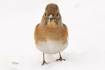 Brambling (Fringilla montifringilla) or cock o' the north or mountain finch in winter snow, finch family Fringillidae, migratory bird with black head, dark upperparts, orange breast and white belly.