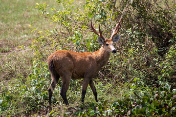 Ein Sumpfhirsch mit einem beeindruckenden Geweih in der Seitenansicht vor einem Strauch