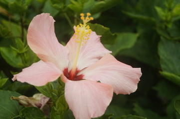 hibiscus