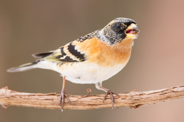 Brambling (Fringilla montifringilla) or cock o' the north or mountain finch in winter snow, finch family Fringillidae, migratory bird with black head, dark upperparts, orange breast and white belly. - Powered by Adobe