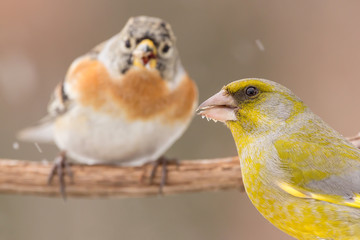 Brambling (Fringilla montifringilla) or cock o' the north or mountain finch in winter snow, finch family Fringillidae, migratory bird with black head, dark upperparts, orange breast and white belly.