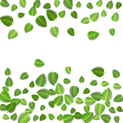 Flying green leaves on white background. Spring leaf pattern on isolated backdrop. Fall fresh leaves plant. Vector illustration closeup