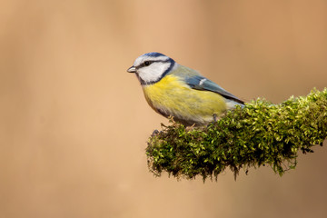 Blue tit (Cyanistes caeruleus) or Eurasian blue tit, small passerine bird in the tit family Paridae. Blue, yellow and white plumage small sized common garden bird.