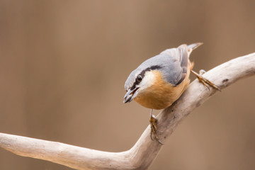 Nuthatch (Sitta europaea) Eurasian nuthatch bird perching on a branch, close up bird photo with blurry background, common wood and garden bird with orange breast and grey back