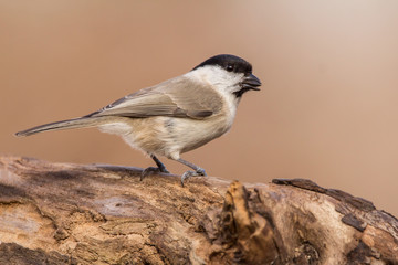 Obraz premium Marsh tit (Poecile palustris) is a passerine bird in the tit family Paridae and genus Poecile, black crown and nape, pale cheeks, brown back and greyish-brown wings and tail, Paridae