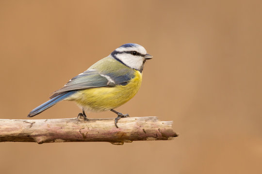 Blue tit (Cyanistes caeruleus) or Eurasian blue tit, small passerine bird in the tit family Paridae. Blue, yellow and white plumage small sized common garden bird.