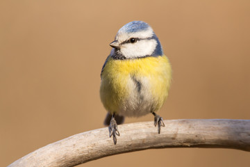 Blue tit (Cyanistes caeruleus) or Eurasian blue tit, small passerine bird in the tit family...