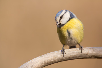 Blue tit (Cyanistes caeruleus) or Eurasian blue tit, small passerine bird in the tit family Paridae. Blue, yellow and white plumage small sized common garden bird.
