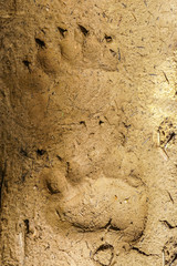 tracks of adult brown bear stamped in muddy soil in Bieszczady Mountains, Poland /